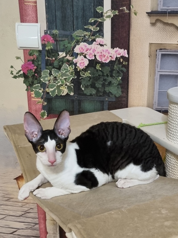 Amigo CorBri - Kitten cornish rex 6 months 1 week
