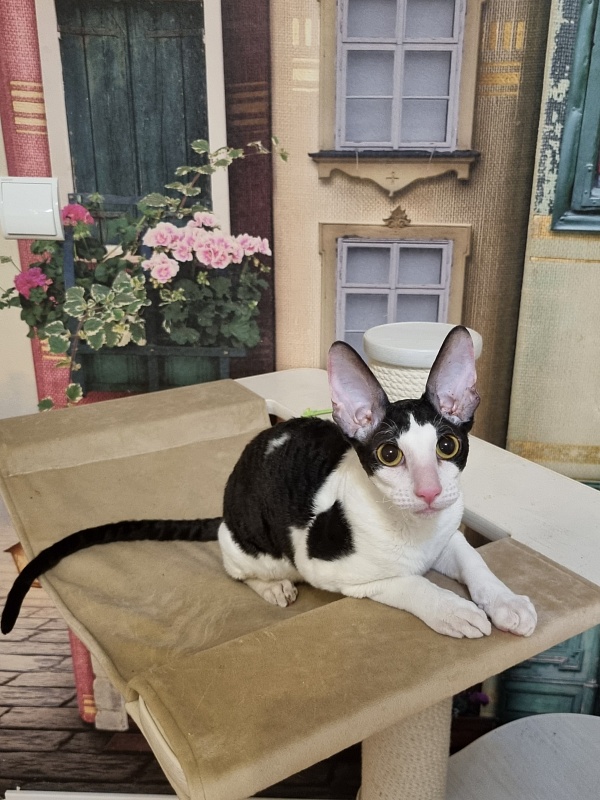Amigo CorBri - Kitten cornish rex 6 months 1 week