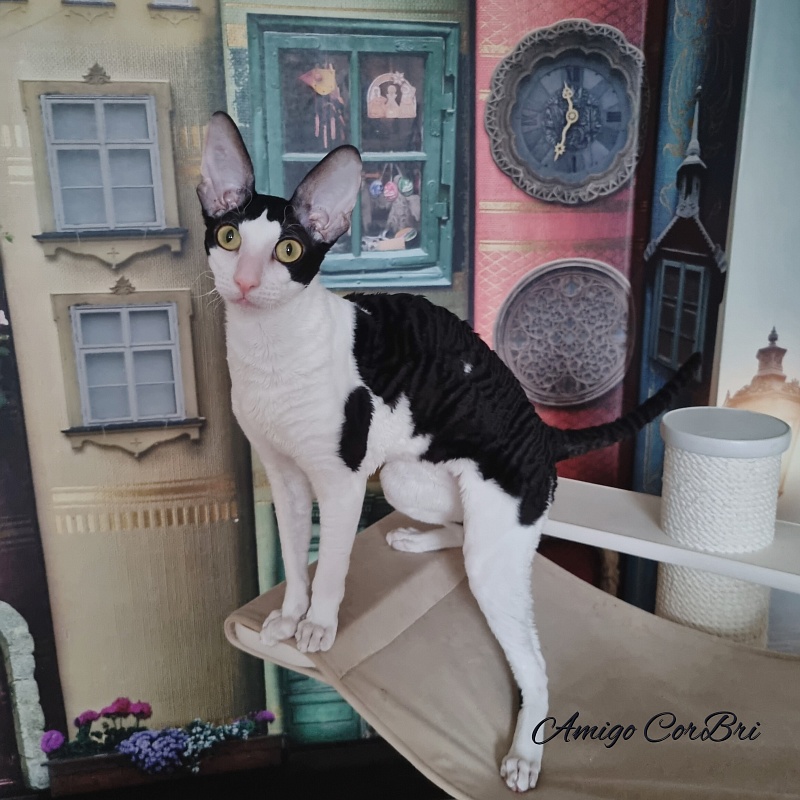 Amigo CorBri - Junior cornish rex 8 months 1 week