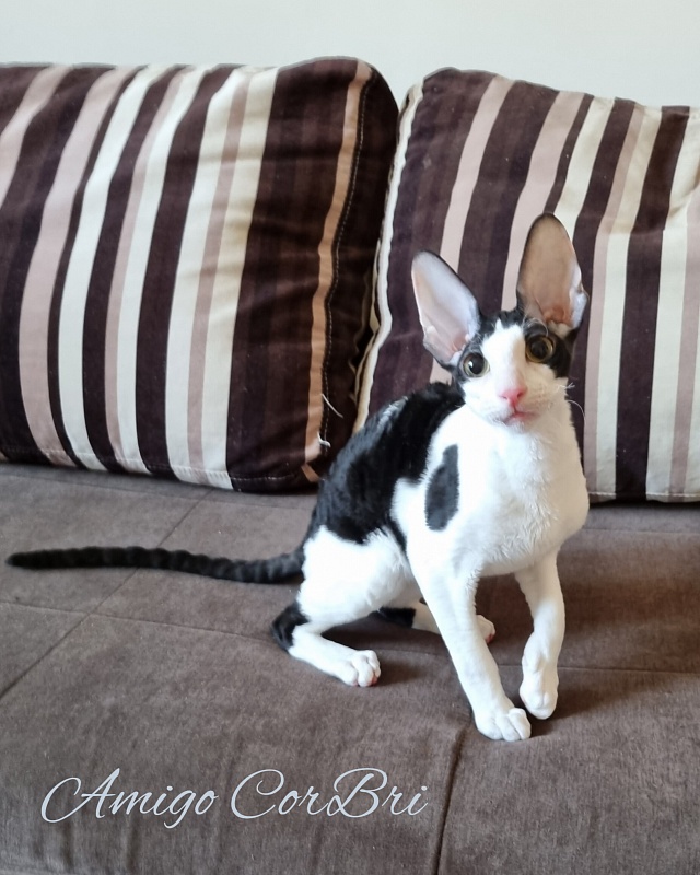 Amigo CorBri - Kitten cornish rex 4 months 2.5 weeks