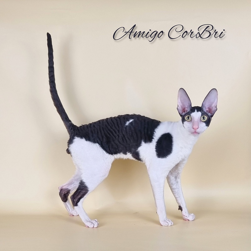 Amigo CorBri - Adult cornish rex 11 months 2 weeks