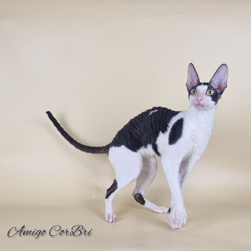 Amigo CorBri - Adult cornish rex 11 months 2 weeks