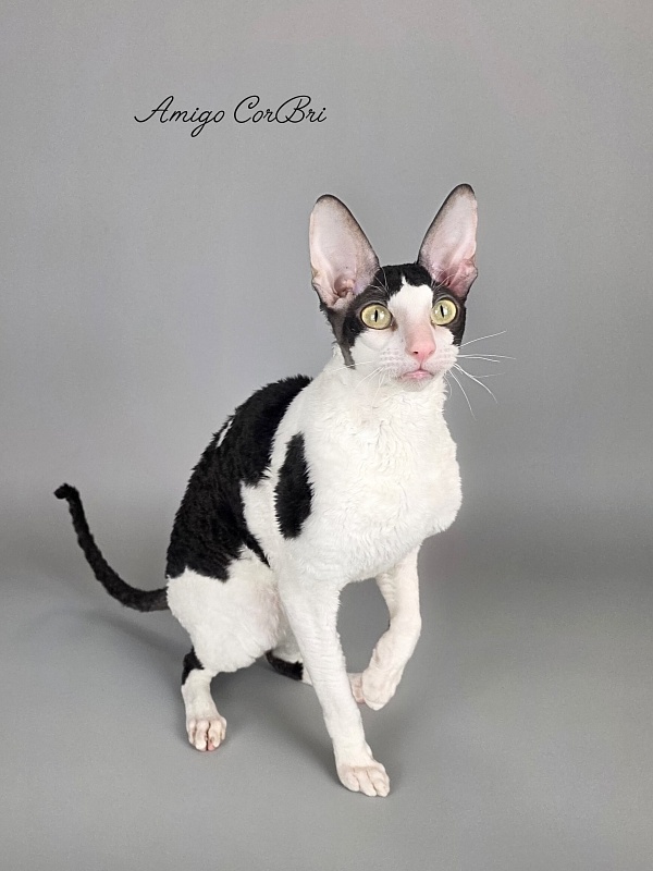 Amigo CorBri - Adult cornish rex 2 years 9 months 3.5 weeks