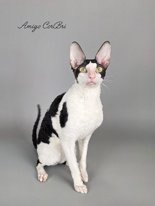 Amigo CorBri - Adult cornish rex 2 years 9 months 3.5 weeks