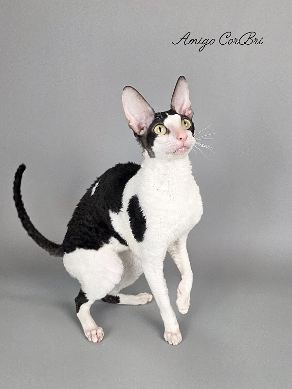 Amigo CorBri - Adult cornish rex 2 years 9 months 3.5 weeks