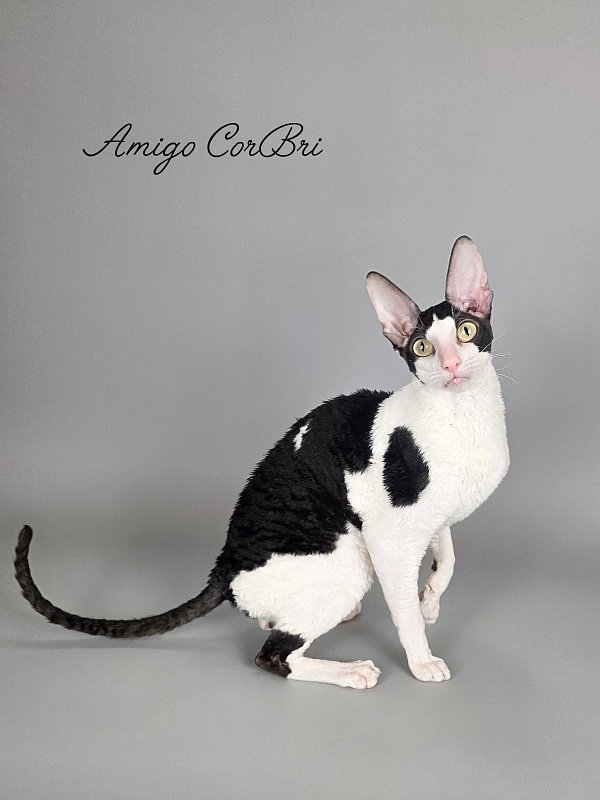 Amigo CorBri - Adult cornish rex 2 years 9 months 3.5 weeks