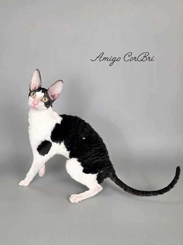 Amigo CorBri - Adult cornish rex 2 years 9 months 3.5 weeks