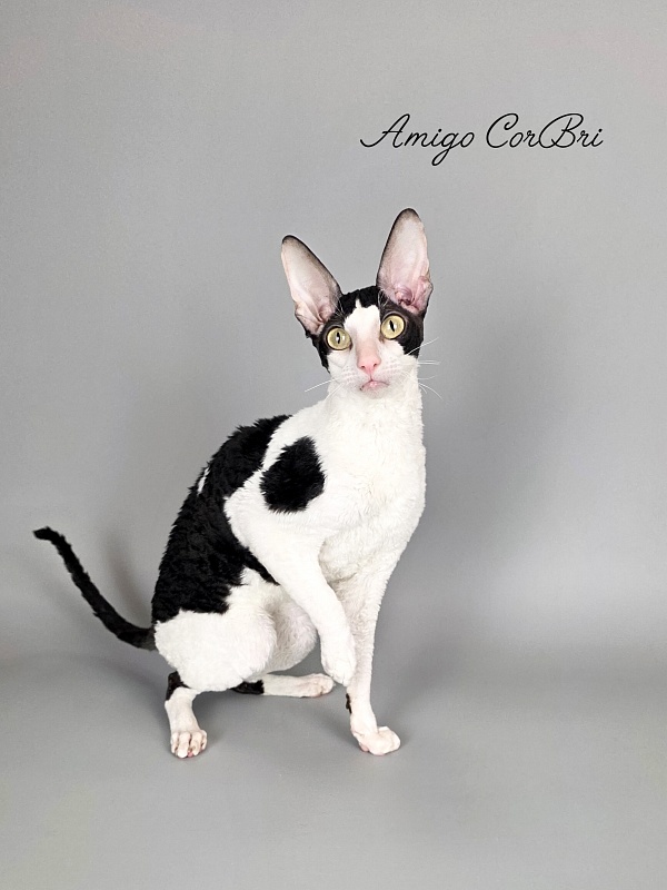 Amigo CorBri - Adult cornish rex 2 years 9 months 3.5 weeks