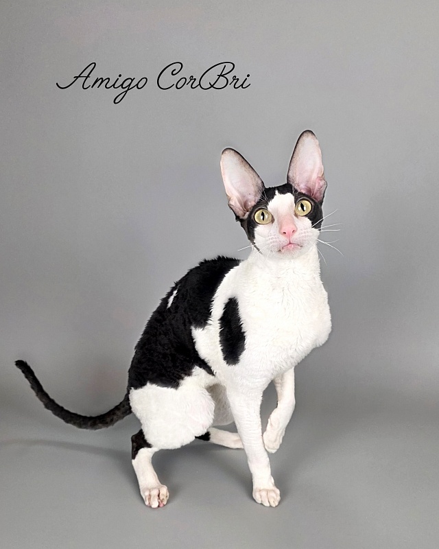Amigo CorBri - Adult cornish rex 2 years 9 months 3.5 weeks