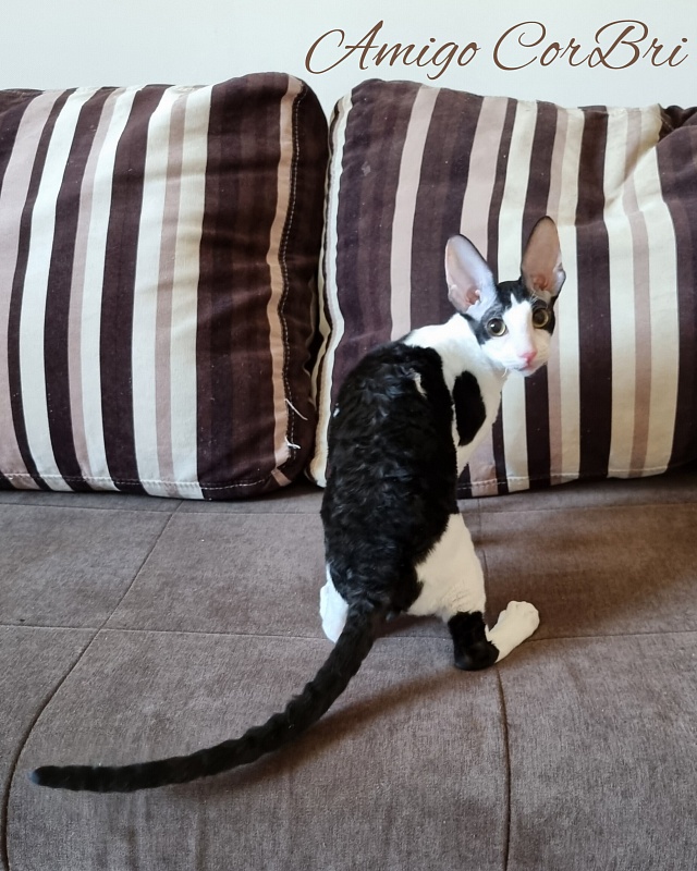 Amigo CorBri - Kitten cornish rex 4 months 2.5 weeks