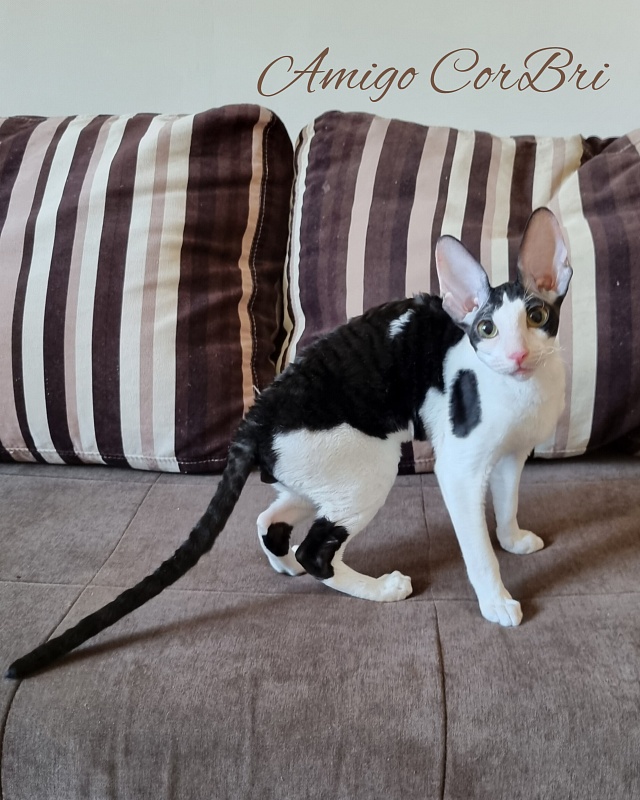 Amigo CorBri - Kitten cornish rex 4 months 2.5 weeks