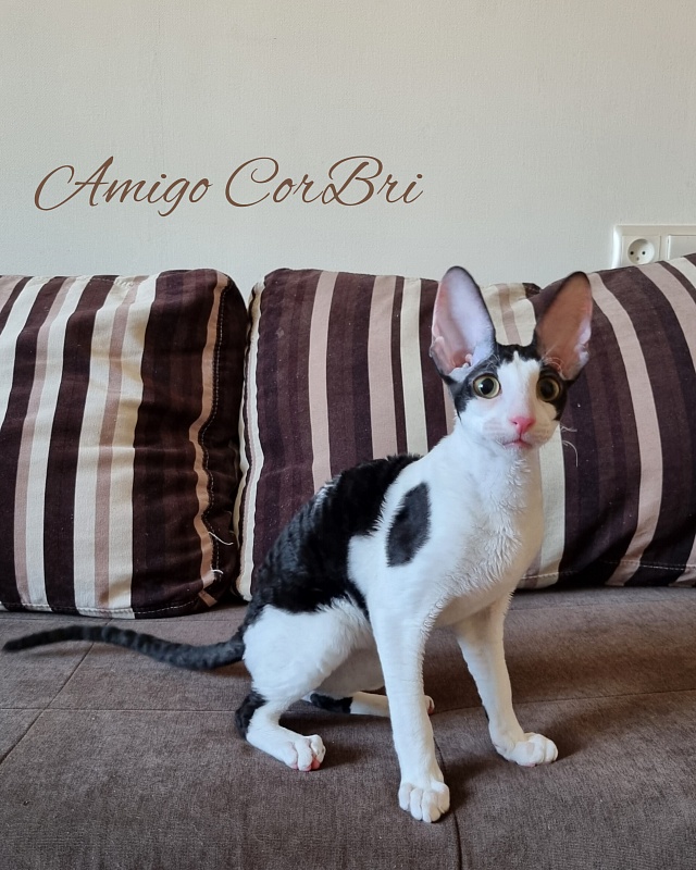 Amigo CorBri - Kitten cornish rex 4 months 2.5 weeks