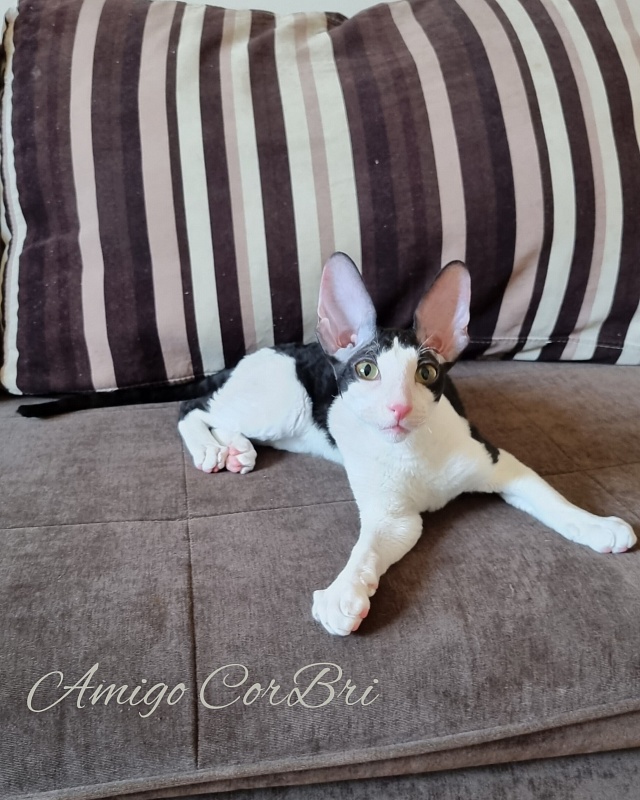 Amigo CorBri - Kitten cornish rex 4 months 2.5 weeks