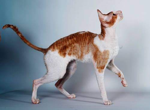 Mykros Sinsay Red Velvet - cornish rex