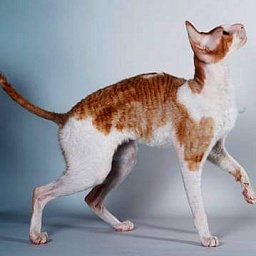 Mykros Sinsay Red Velvet