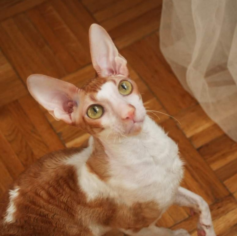 Mykros Sinsay Red Velvet - cornish rex