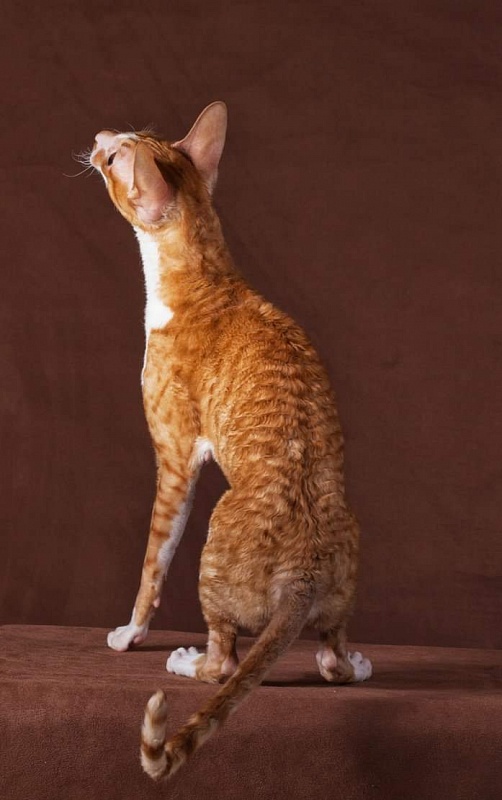Mykros Sinsay Red Velvet - cornish rex
