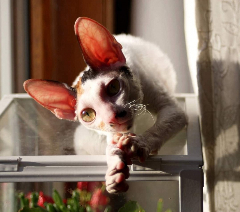 Mykro Madame Butterfly - cornish rex 12/13/2015
