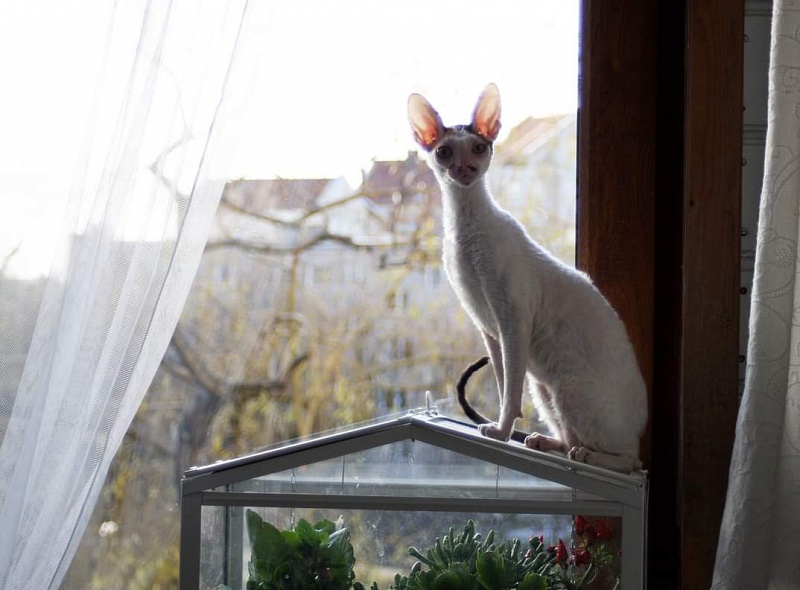 Mykro Madame Butterfly - cornish rex 12/13/2015