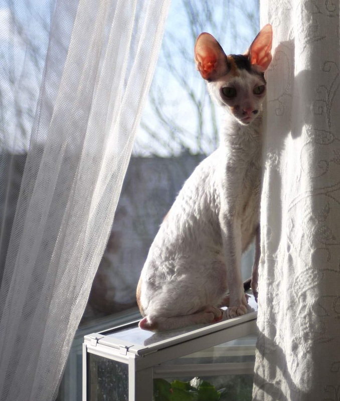 Mykro Madame Butterfly - cornish rex 12/13/2015