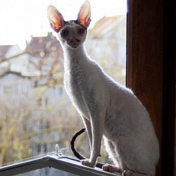 Mykro Madame Butterfly