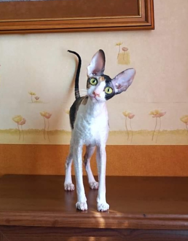 Norel Cassi - корниш-рекс 09.04.2021