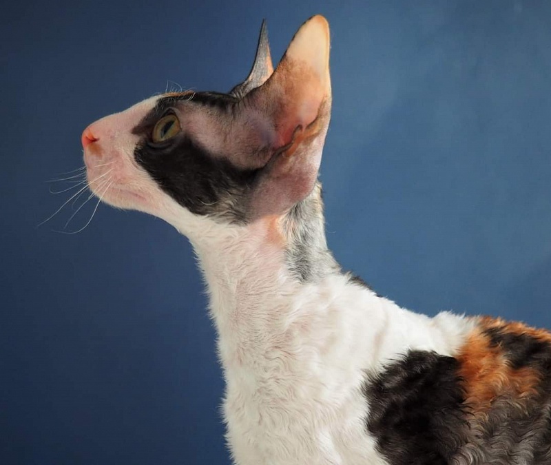 Norel Cassi - корниш-рекс 09.04.2021