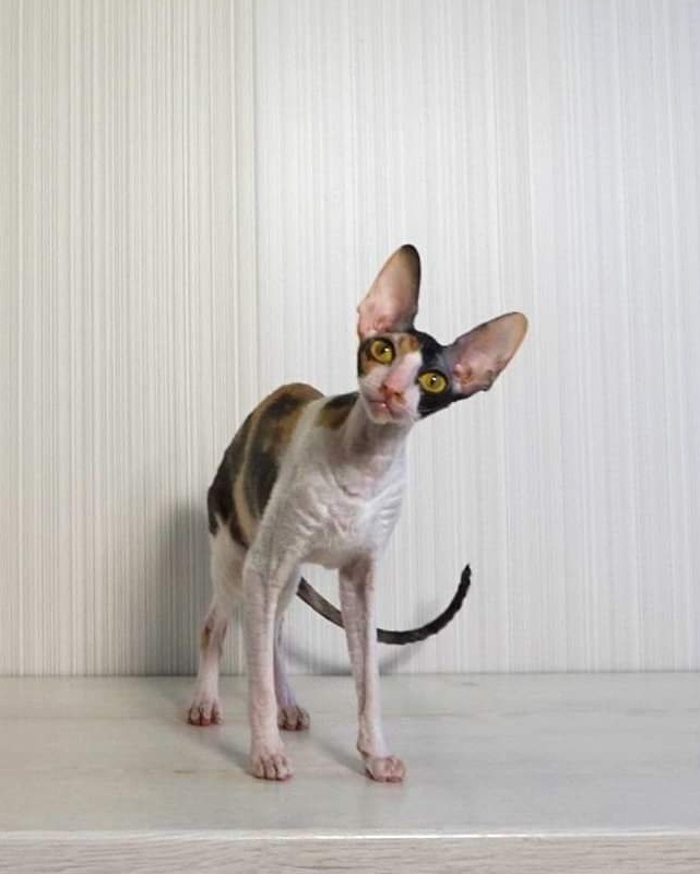 Norel Cassi - корниш-рекс 14.06.2021