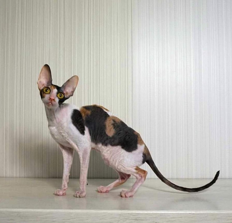 Norel Cassi - корниш-рекс 14.06.2021