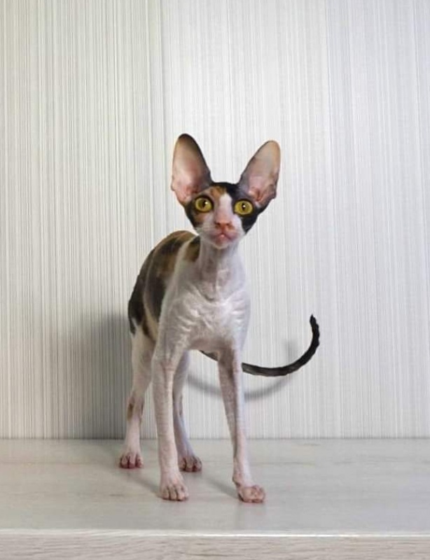 Norel Cassi - корниш-рекс 14.06.2021