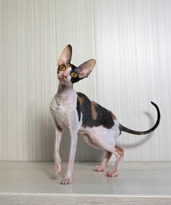 Norel Cassi - корниш-рекс 14.06.2021