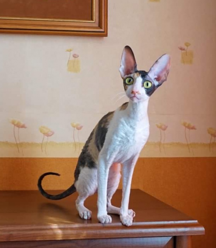 Norel Cassi - корниш-рекс 09.04.2021