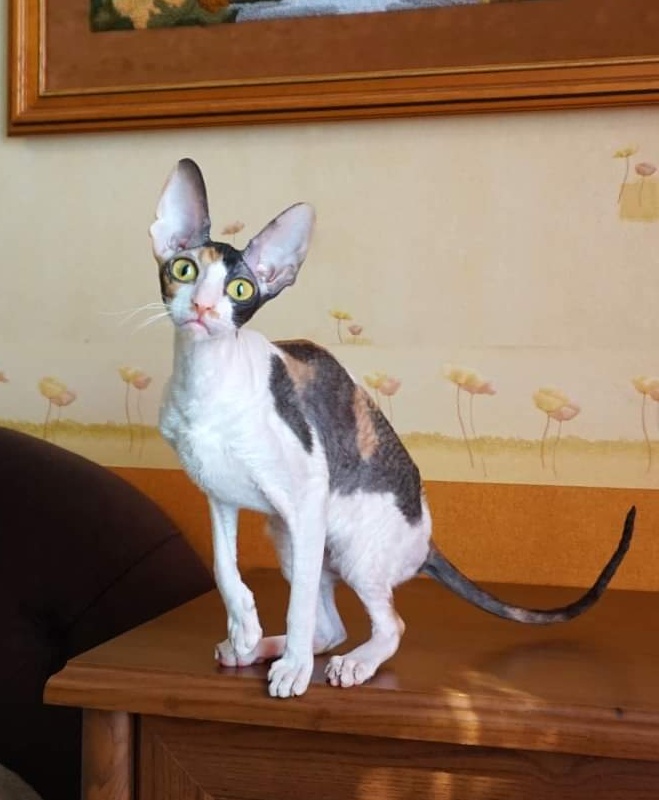 Norel Cassi - корниш-рекс 09.04.2021