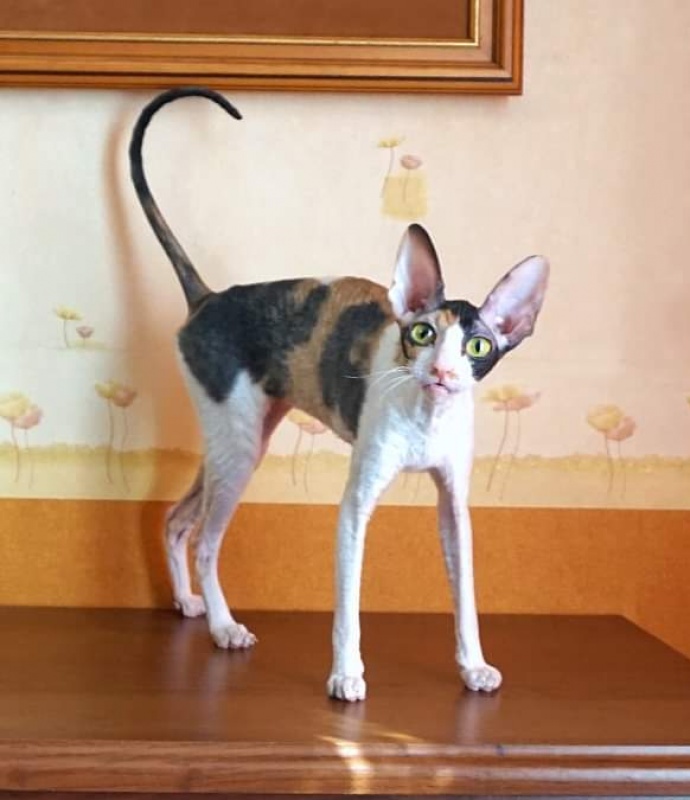 Norel Cassi - корниш-рекс 09.04.2021