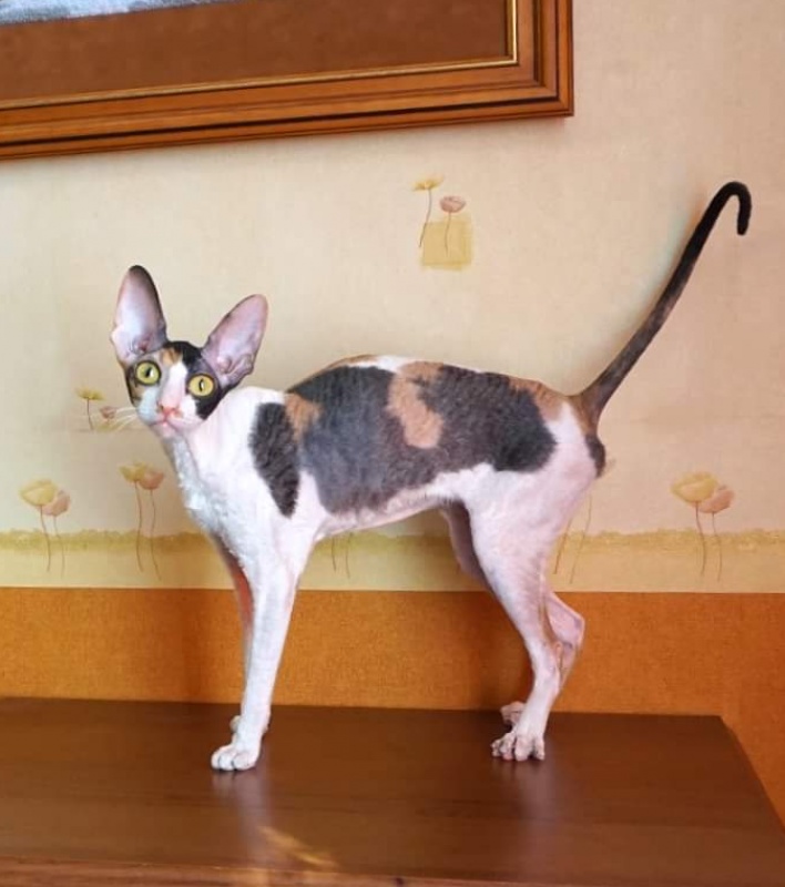 Norel Cassi - корниш-рекс 09.04.2021