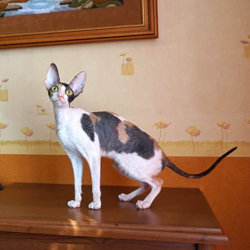 Norel Cassi - корниш-рекс 09.04.2021