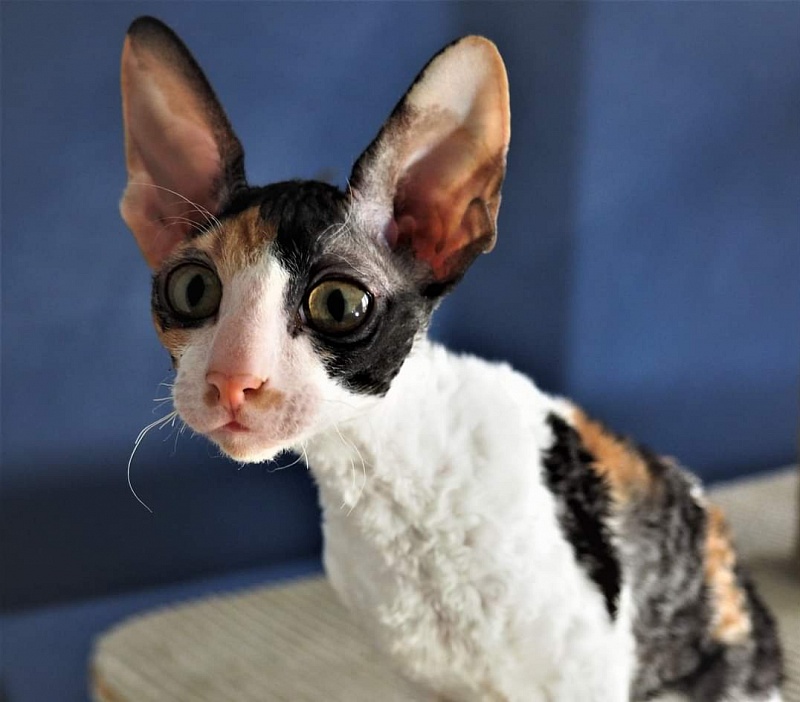 Norel Cassi - корниш-рекс 09.04.2021