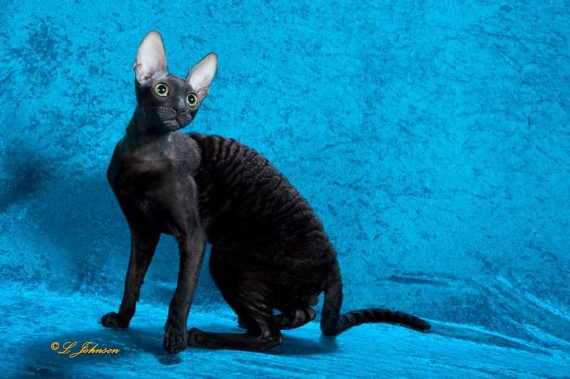 Godspeed Giovanni of Mykro - cornish rex