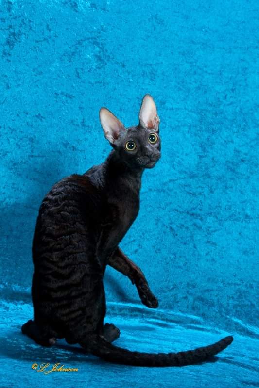 Godspeed Giovanni of Mykro - cornish rex