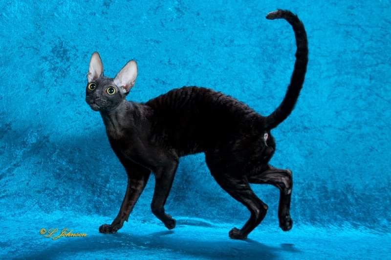 Godspeed Giovanni of Mykro - cornish rex