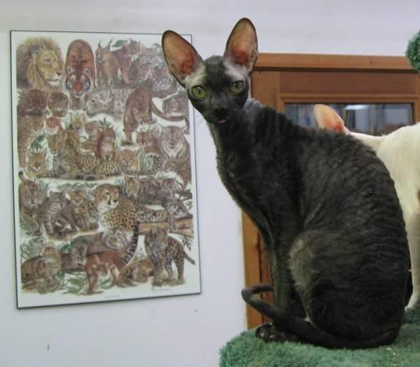 Rexkwizit's Simply Smashing - cornish rex