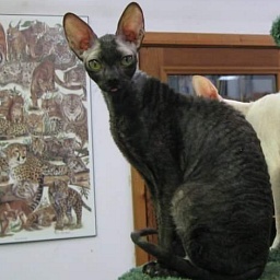 Rexkwizit's Simply Smashing