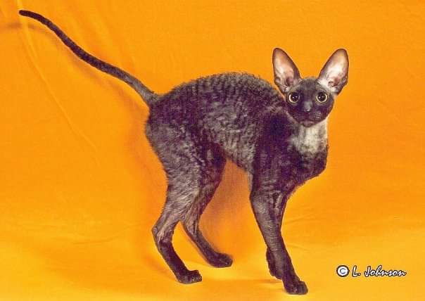 Rexkwizit Kamaiki - cornish rex