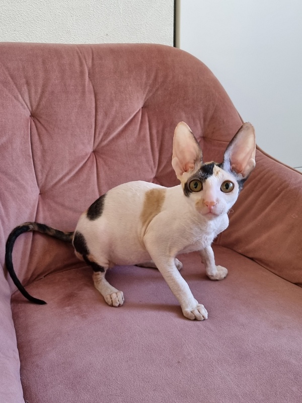 Love Wave Xalisa - Kitten cornish rex 4 months 1 week