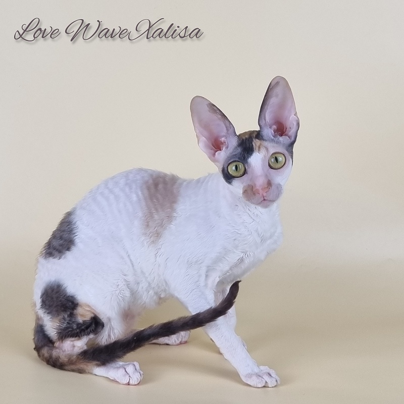 Love Wave Xalisa - Adult cornish rex 10 months 1 week