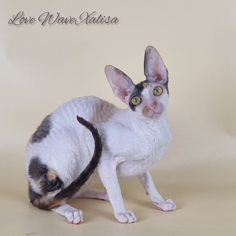 Love Wave Xalisa - Adult cornish rex 10 months 1 week