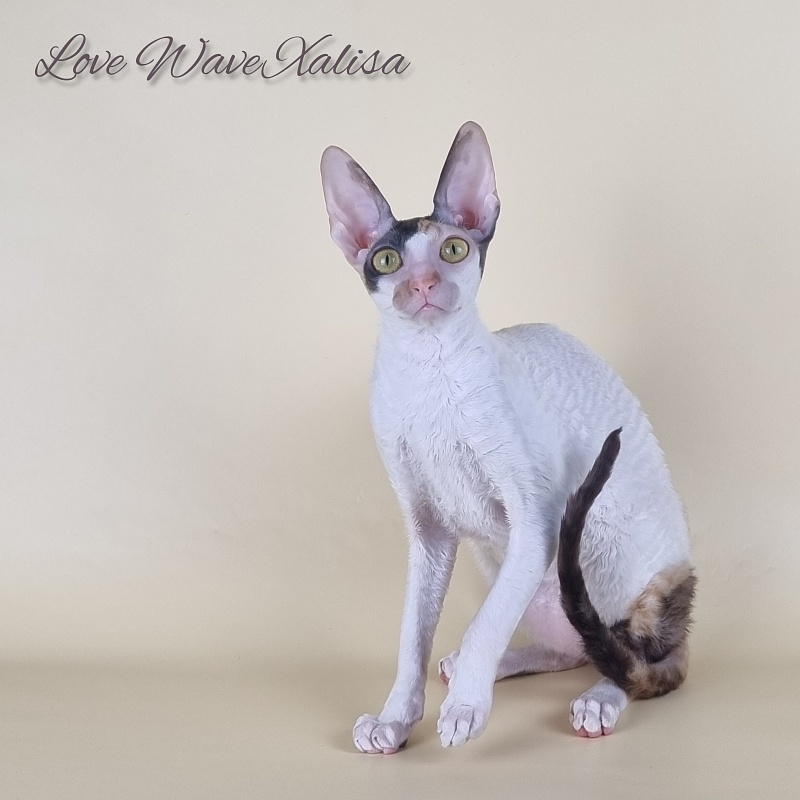 Love Wave Xalisa - Adult cornish rex 10 months 1 week