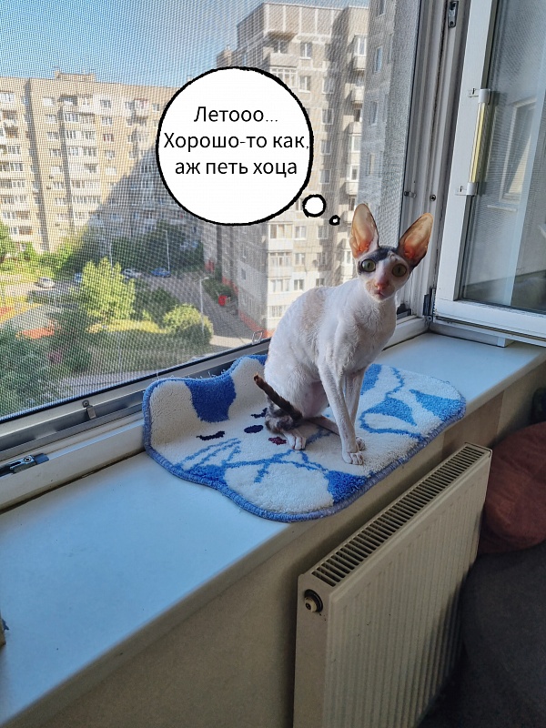 Love Wave Xalisa - Adult cornish rex 1 year 1 month 2 weeks