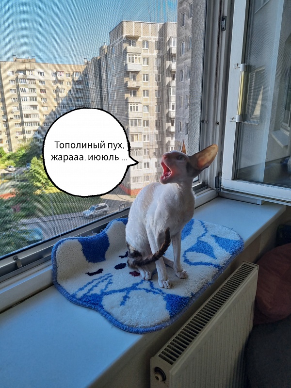 Love Wave Xalisa - Adult cornish rex 1 year 1 month 2 weeks