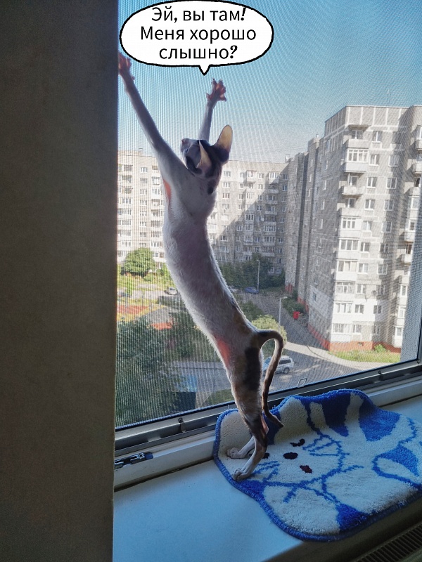 Love Wave Xalisa - Adult cornish rex 1 year 1 month 2 weeks